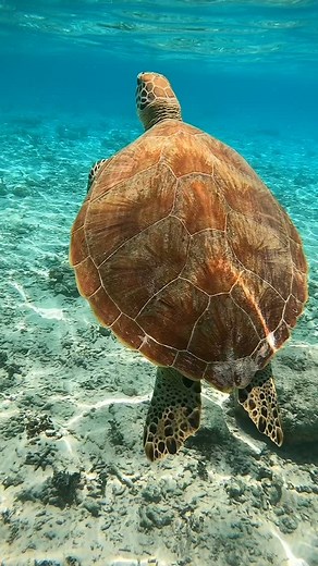 28K views · 78 reactions | Swim or Snorkel without a life jacket--...