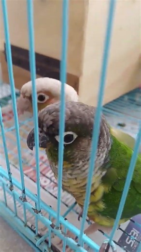 pineapple conure and green cheeked conire