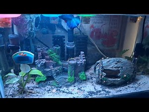 ​Fast & Easy Way to Clean Your Betta Tank