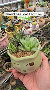 Haworthia collection ☘️🌿🪴 #bikolanahardinera #garden #fblifestyle #succulents #plantas #plantsmakepeoplehappy | Bikolanahardinera