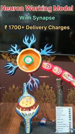 Neuron Working Model with Synapse best Science Working Model with light #biologymodels #workingmodel