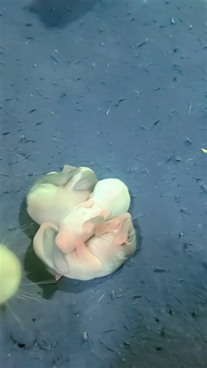 BTS Name Rabbit Babies 😍 Jungkook V Jimin | Shorts#the_korian_world