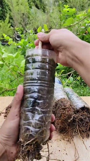 It only took 4 months to get the beautiful#top #treding#tree #tips #gardening#shortvideo#vairalvideo