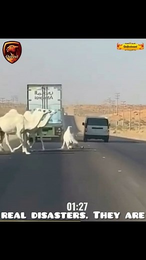 Human stupidity causes disasters😲😅 | Khadija channel