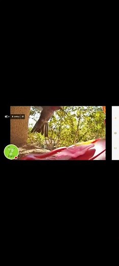 🕊️ Hummingbird Feeder Cam
