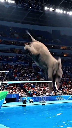 “The Olympic Elephant Dive — Epic Slow Motion Cinematic”