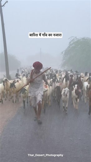 बारिश में गॉंव का नजारा😍 #rain #raining #villagelife