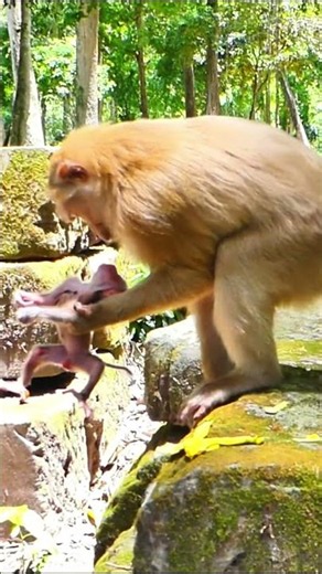 Life of Monkeys: Oh, wonderful mother monkey, gently cradle the baby monkey as you walk.