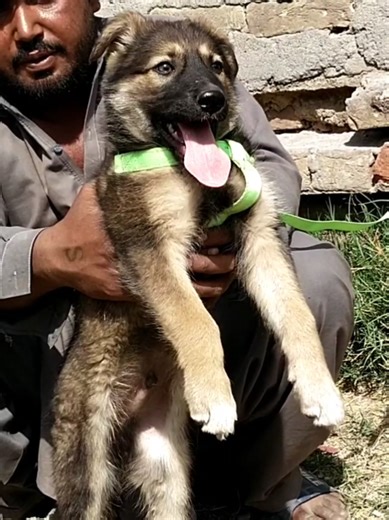 Discover the Unique Traits of Bhagyari Alsatian Puppies