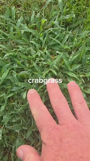 Identify 7 Grassy Weeds in Under 60 Seconds | goose grass