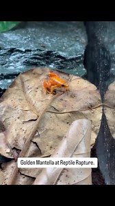 Beautiful golden Mantella at Reptile Rapture. www.reptilerapture.net #reptilerapture #goldenmantella #dartfrog | Reptile Rapture