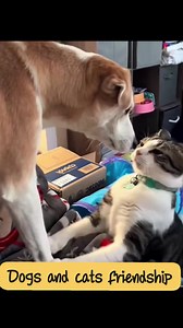 Dogs and cats friendship with each other watch in the video😍😍😍😍❤️❤️❤️❤️💝💝💝💝💝 #dog #ParrotCommunity #featheredfriends #InspiringBeauty #birdwatching #tropicalbirds #naturelovers #CaptivatingBeauty #parrotgram #love #cute #beautiful #fypシ゚ #fypシ゚viralシfypシ゚viralシalシ #reelsfypシ #CuteParrot #ParrotLove #BirdsOfInstagram #ColorfulBirds #PetParrot #ParrotLife #BirdLovers #FeatheredFriends #ParrotPhotography #CuteAnimals #AnimalLovers #TropicalBirds #ParrotGram #BirdWatching #ExoticPets #Parro