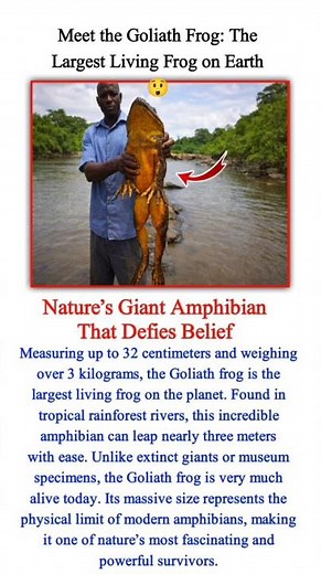 Meet the Goliath Frog 🐸 | The World’s Largest Living Frog Ever Discovered