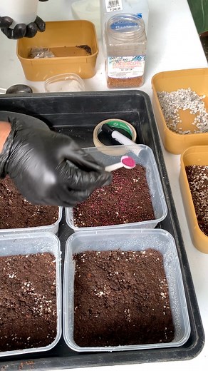 From tiny pollen to these precious seeds! 🌱 After all the anticipation from our pollination and harvesting reels, it's finally time to sow our Astrophytum babies. Watch us begin the next generation of starry cacti! ✨ #Astrophytum #CactusSeeds #SeedSowing #CactusLover #SucculentLove #PlantJourney #GardeningLife #CactusCollection #IndoorPlants 🪴 | Potted Happiness
