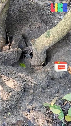 Ant supercolony: Is Earth one giant anthill? #untoldwatcher #animals #nature #wildlife #anthill #ant