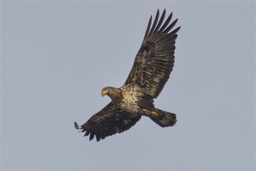 Illinois Bird Watchers | A small sampling of the fun birdwatching experiences I had on January 4th, 2026 in various parts of Cook County, Illinois | Facebook