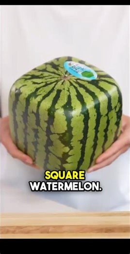 Square Watermelons of Japan Creativity Meets Practicality#JapanFacts #SquareWatermelon #AmazingJapan