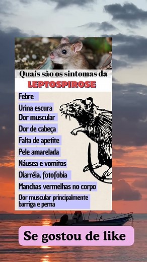 Leptospirose: Sintomas, Diagnóstico e Prevenção