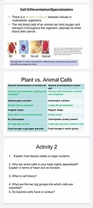 Cell Differentiation/SpecializationThere is a division of labo... | Filo