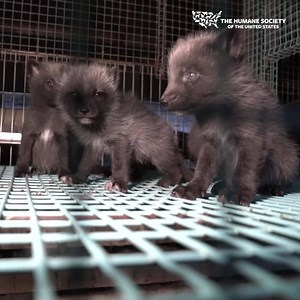 22K reactions · 6.7K shares | ❗All gifts TRIPLED❗ Fur farming means lifelong captivity in a cramped, filthy cage and ends with gassing or electrocution. Please donate today to fight the cruel fur industry and your gift will go three times as far! | Humane World for Animals | Facebook