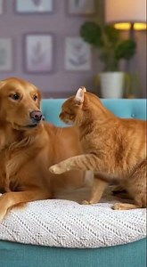 Dog Licks Cat's Face, Cat Gets Angry