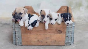 54K views · 220 shares | Mer-Mutts is the tale of one runt’s dream of achieving greatness. | Farmers Insurance | Facebook