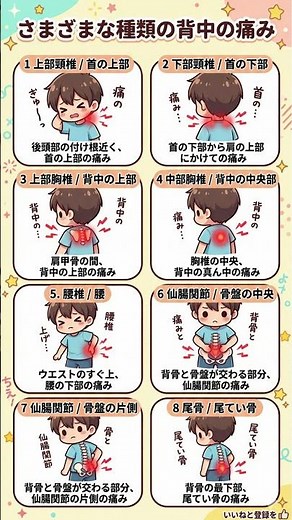 その痛み、放置NG！背中の場所別「痛みの正体」完全ガイド｜頸椎・胸椎・腰椎・仙腸関節の仕組みを知って、一生歩ける体を作る