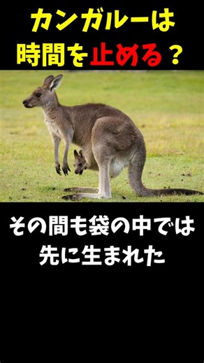 The Incredible Survival Trick of Kangaroos in the Australian Desert🇦🇺