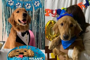 #JusticeForKillua: Social media rally behind pet dog found lifeless in sack