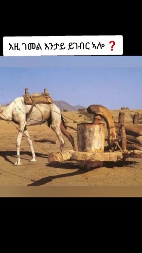 Agricultural Practices in Desert Regions with Camels