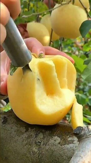 ✅Massive Golden Pear Harvest 🍐✨ So Fresh & Juicy! #shorts #nature #farming #fruit