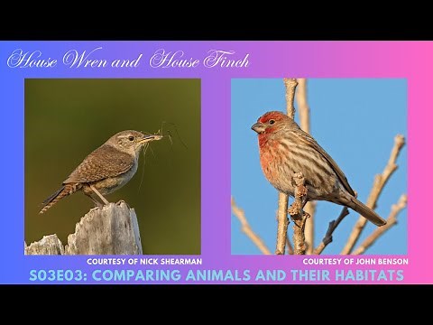 Comparing the House Wren and House Finch