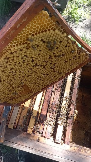 Exploring the Intricate Beauty of a Beehive