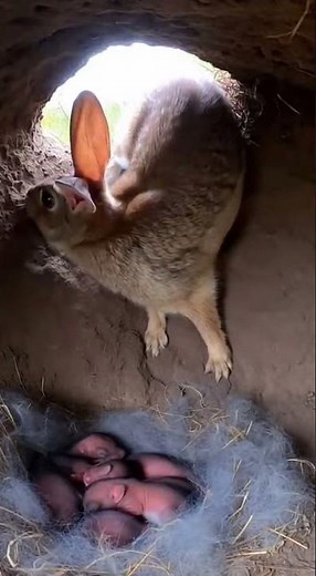 MOMMY RABBIT VS WEASEL: Brave Defense! 🐰🔥