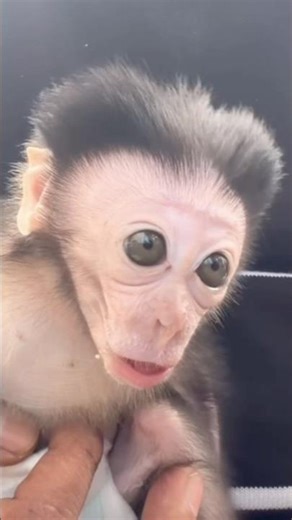 Baby Monkey Luci Got Angry at Her Own Reflection! 😱🐒