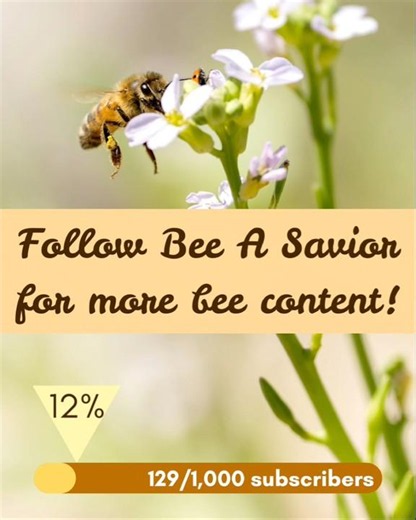 How fast do bees fly? #bees