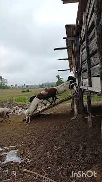 Criação de carneiros da fazenda.