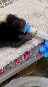 Two baby skunks were found laying in an open field covered in flies. They were weak and dehydrated, intervention was needed immediately! They are doing so well in our care now. One of the biggest benefits of having skunks around is that they eat entire yellow jacket nests. Skunks have a bad reputation and we hope to change the stigma around them by sharing their little skunk suckling sounds ❤️🦨 | Carolina Wildlife Conservation Center