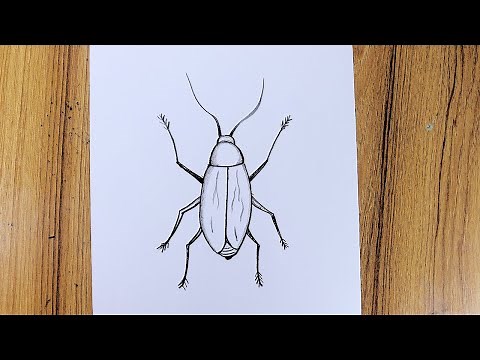How to draw Cockroach step by step | Cockroach Pencil sketch drawing easy for beginners | Pencil Art