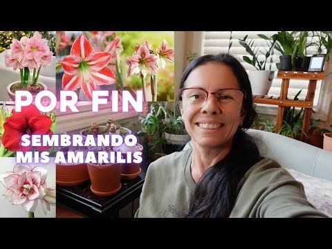 How to make your Amaryllis bloom again | Care after dormancy 🪴