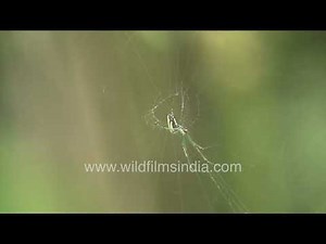 Orchard Orbweaver spider making intricate web in orchard