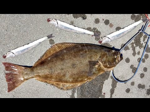 Pier Fishing Halibut with Live Bait