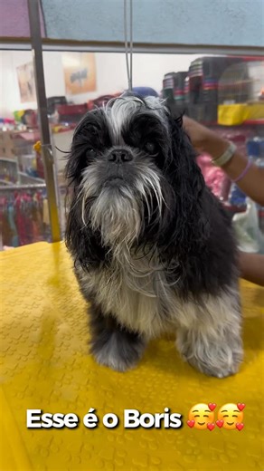 Pet Chow | Tudo que seu Pet precisa on Instagram: "Experiência Pet Chow"
