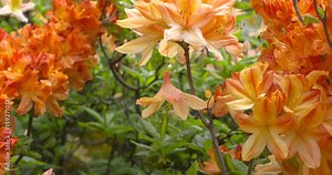 azalea flower dangling in breeze