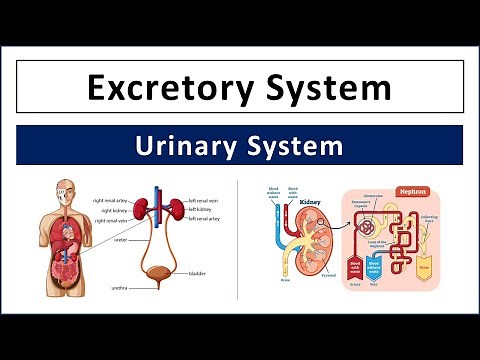 Excretory System (Urinary System) | Organs of Excretory System - Kidneys, Ureters, Bladder, Urethra