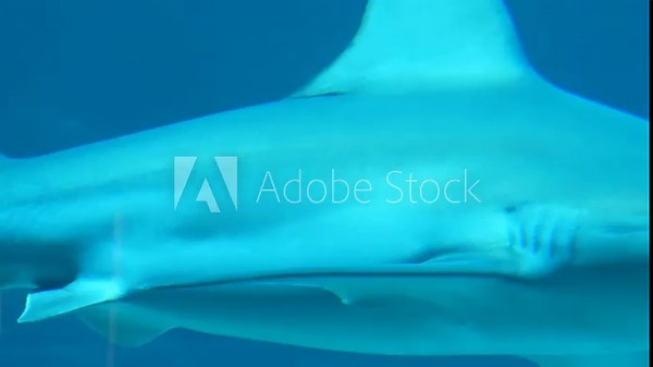 An oceanic whitetip shark gliding through open blue water known for its distinctive white tipped fins and powerful presence in the deep sea ecosystem