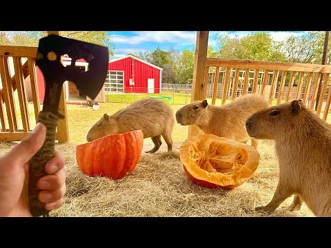 How to Farm Capybaras (For Meat)