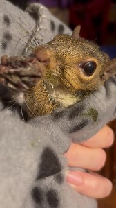 38K views · 5.2K reactions | She’s angry and confused… but alive and at least 30% better than yesterday | Secret Squirrel Wildlife Rehabilitation | Facebook