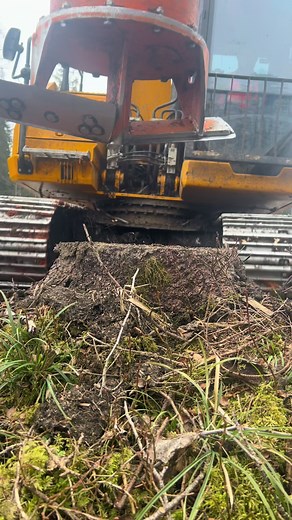 Tree Stump Removal: Forest, Steel, and Work