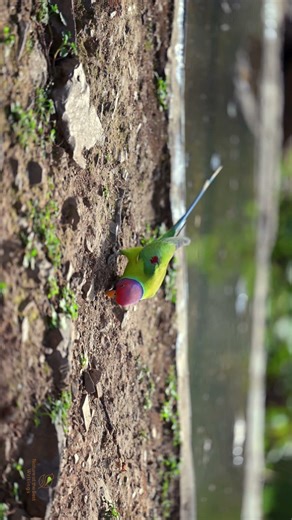 The daily #bird l Plum-Headed Parakeet Feeding Frenzy – Close-Up Magic! Follow for more #birds